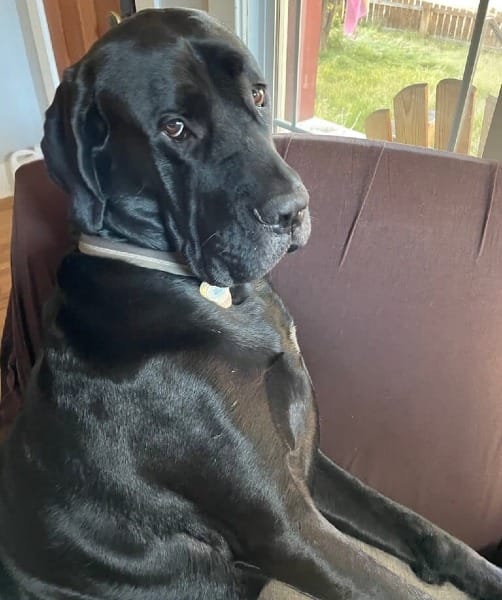 An enormous black Daniff sitting like a human on a large armchair, giving embarrassed side-eye.